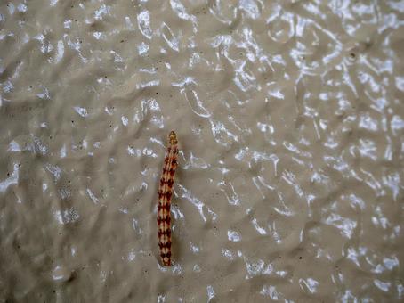Photo, caterpillar, larva, insect, 
