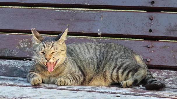 お茶目な表情があざと過ぎるもふもふな猫 猫,キジトラ,舌の写真素材