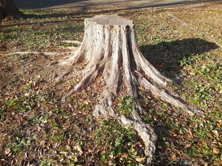 切り株006 切り株,自然,草の写真素材