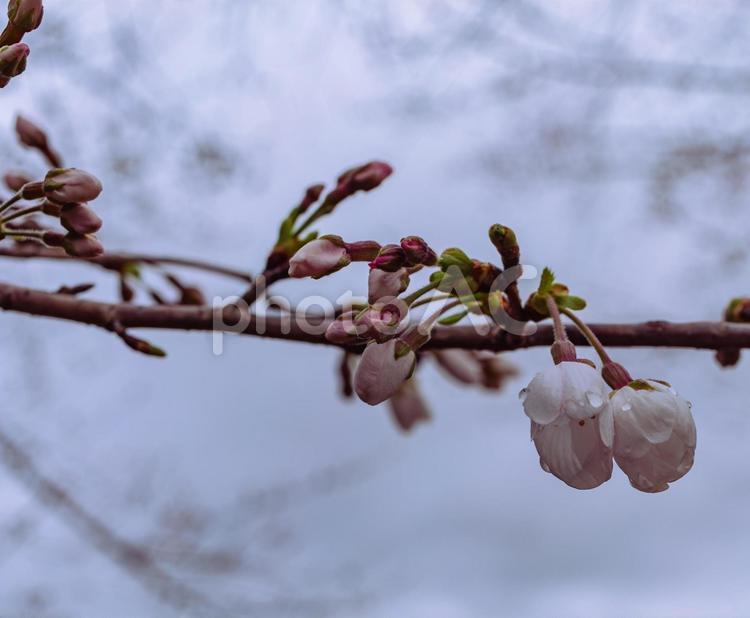 ソメイヨシノ桜ー66 ソメイヨシノ,桜,蕾の写真素材