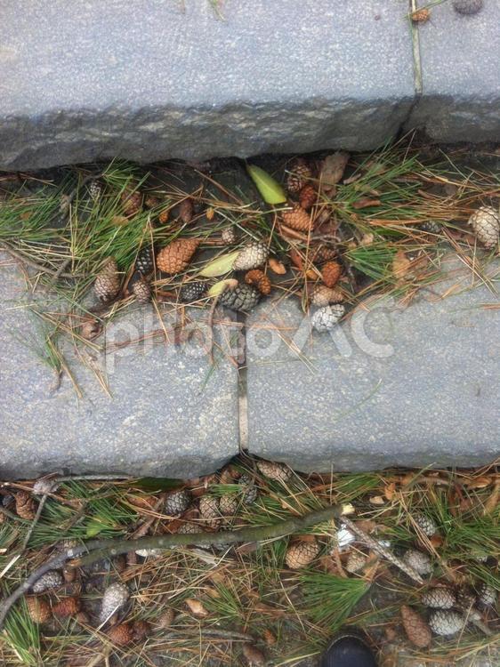 落ちている木の実 自然,階段,どんぐりの写真素材