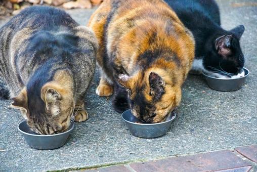 みんなで食べよう みんなで食べよう 猫,ぬこ,三匹の写真素材