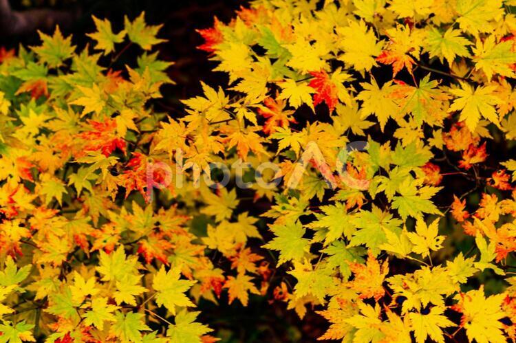紅葉　山　秋　木　もみじ 山,10月,11月の写真素材