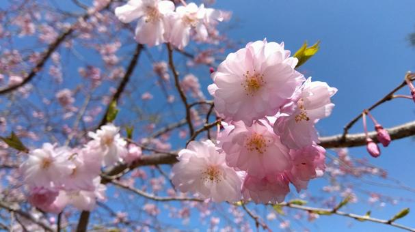 桜 桜 桜,さくら,花の写真素材