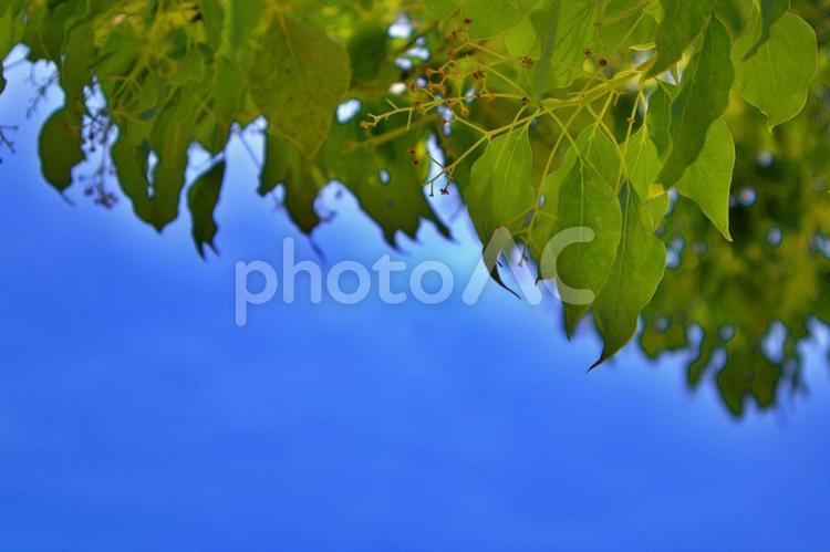 夏の木漏れ日、緑葉と青空 夏,緑葉,青空の写真素材