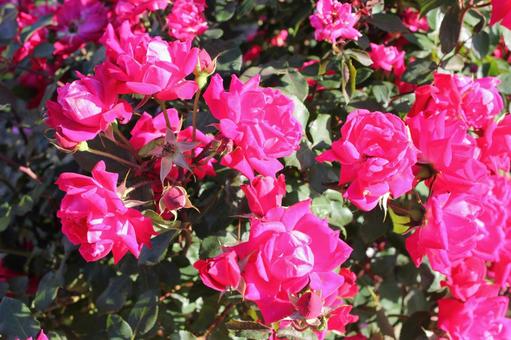 ばら304 ばら304 バラ,rose,初夏の写真素材