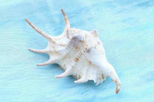 クモガイ 貝殻 単品 水色背景 クモガイ 貝殻 単品 水色背景 貝殻,涼し気,巻貝の写真素材