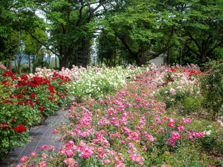 群生する小さなバラの小道 群生する小さなバラの小道の写真