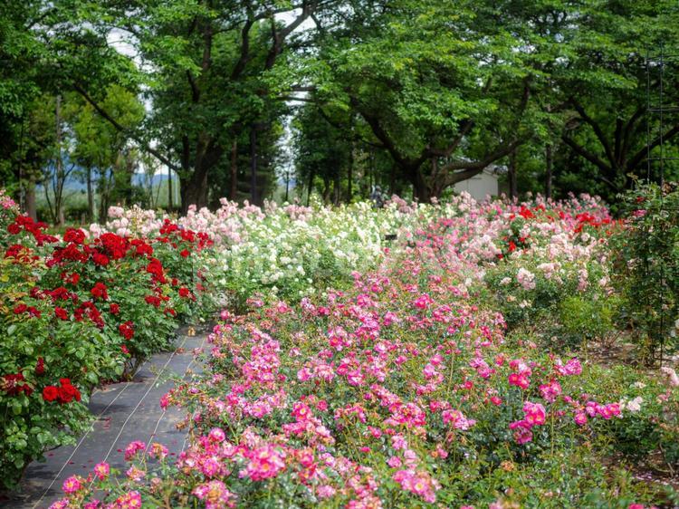 群生する小さなバラの小道 バラ,ばら,群生の写真素材