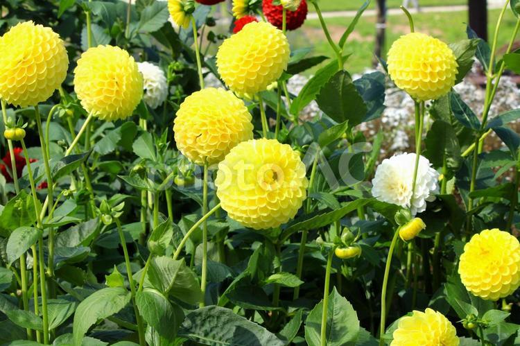 黄色のダリア(山形県川西町) ダリア,ダリヤ,赤の写真素材