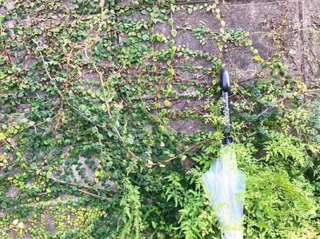 ツタに絡まった傘_横 ツタに絡まった傘_横 傘,植物,塀の写真素材