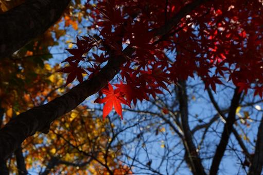 紅葉にスポットライト 紅葉にスポットライトの写真