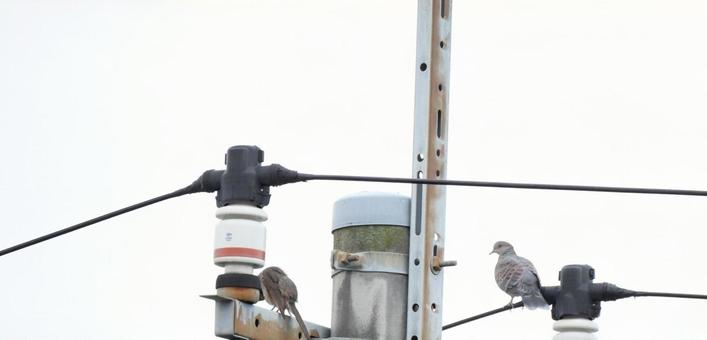 電線の鳥 電線の鳥の写真