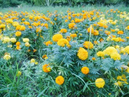 黄色の千日紅 千日紅,花,夏の写真素材