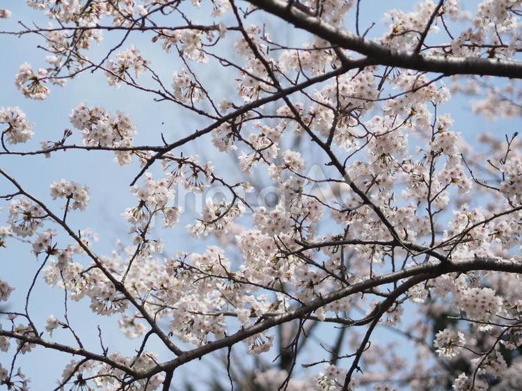 満開の桜の花の画像 桜,咲く,サクラの写真素材