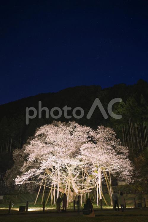 根尾谷淡墨桜のライトアップ 淡墨桜,桜,さくらの写真素材