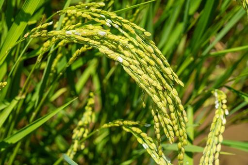 夏の稲穂 稲穂,新米,森林の写真素材