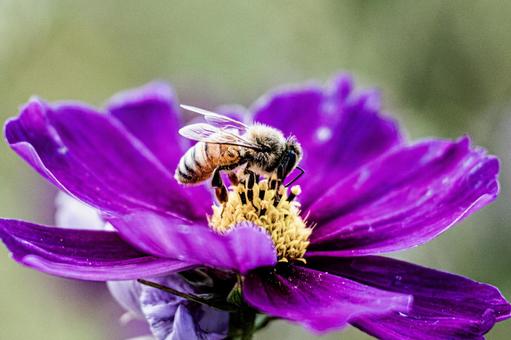 コスモスと蜂 コスモスと蜂の写真