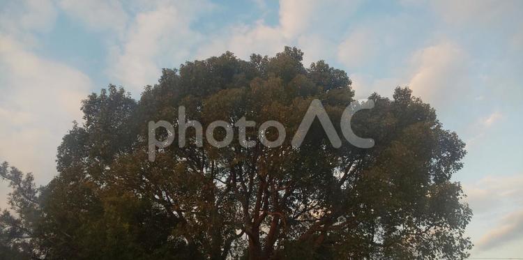 樹木 樹木,木,見上げるの写真素材