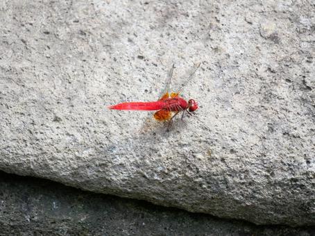 赤とんぼ 赤い,トンボ,昆虫の写真素材