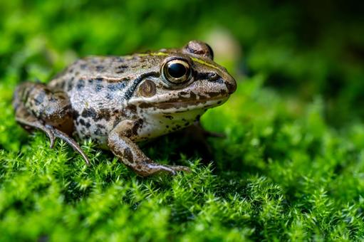 苔で休むトノサマガエル 苔で休むトノサマガエル トノサマガエル,殿様蛙,カエルの写真素材