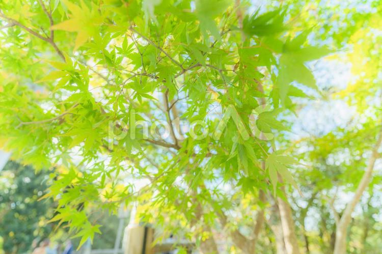 緑のもみじ(新緑イメージ) もみじ,カエデ,緑の写真素材