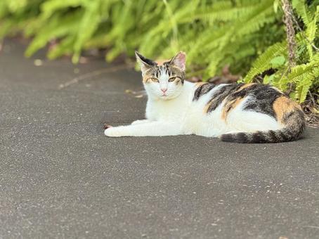 見つめる三毛猫 見つめる三毛猫の写真