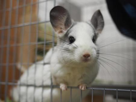 チンチラ　ポンちゃん 2 チンチラ,もふもふ,癒しの写真素材