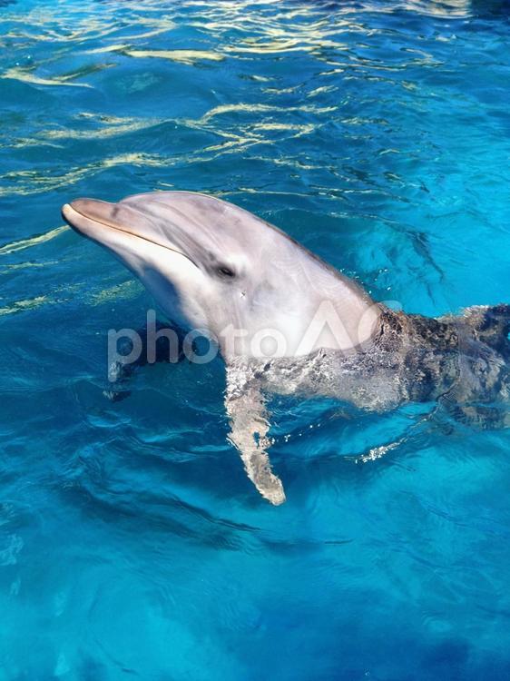 イルカ イルカ,動物,海の写真素材
