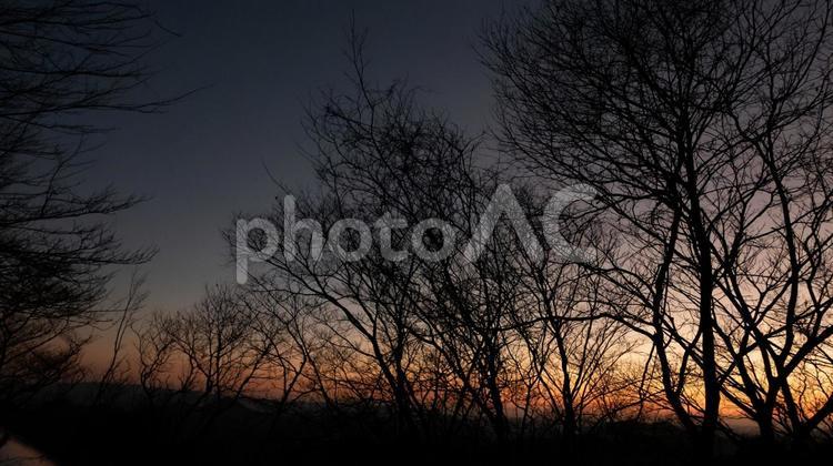 夕暮れの細い枝のアート 夕暮れ,枝,細いの写真素材
