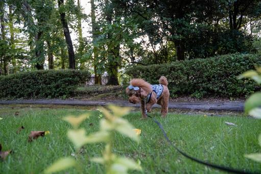 夏の公園で遊ぶトイプードル 夏の公園で遊ぶトイプードルの写真