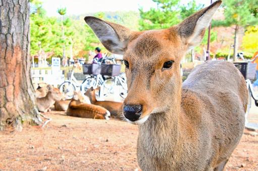 可愛い奈良公園の鹿の写真