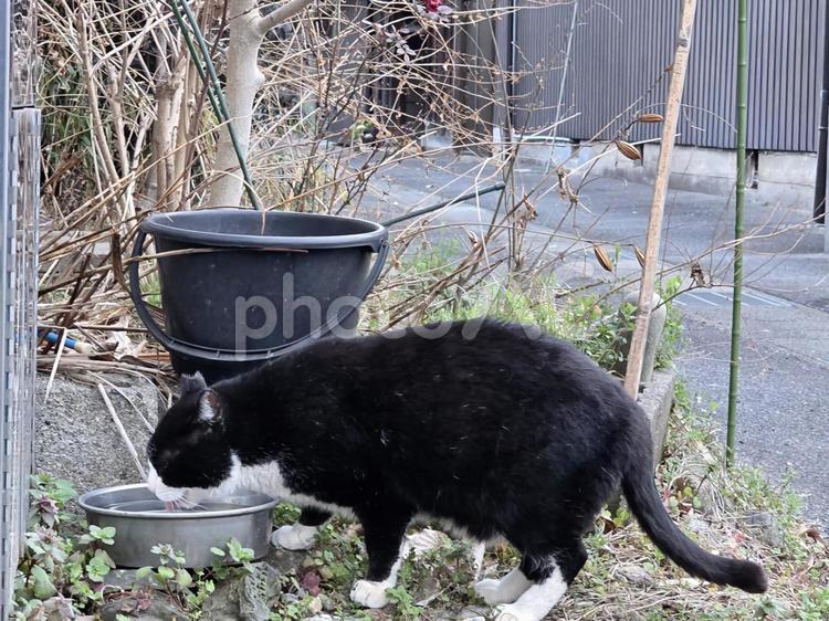 水を飲む猫 猫,ネコ,地域猫の写真素材