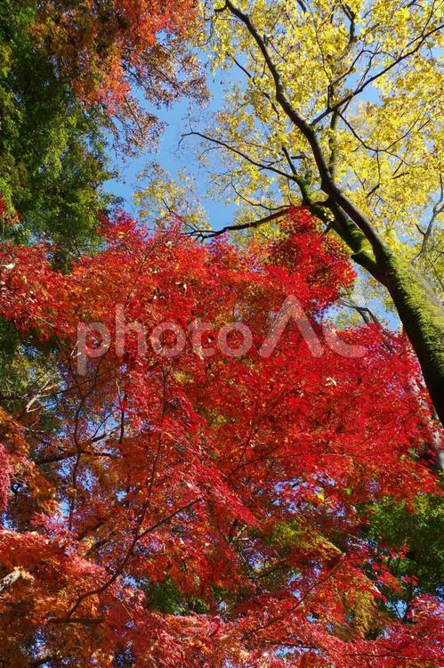 鮮やかな紅葉（東京・長沼公園） 紅葉,公園,アウトドアの写真素材