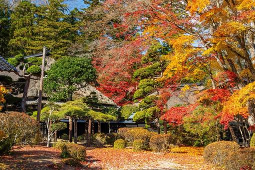佐々木家住宅の秋景色⑻ 晩秋,紅葉,モミジの写真素材