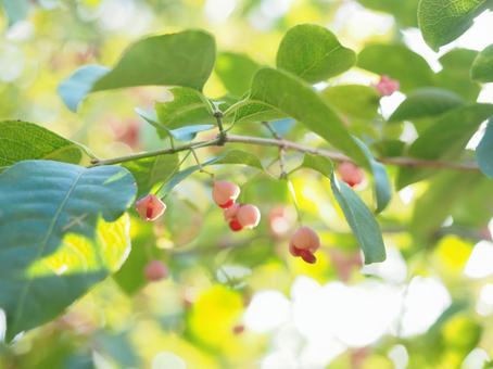 木陰の実 落ち葉,秋,公園の写真素材
