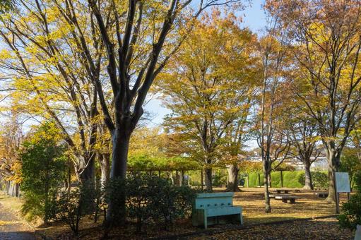 秋の気配・青空に映えるケヤキの黄葉 秋の気配・青空に映えるケヤキの黄葉 紅葉,秋,紅葉狩りの写真素材