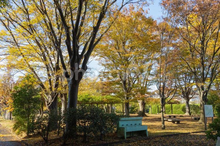 秋の気配・青空に映えるケヤキの黄葉 紅葉,秋,紅葉狩りの写真素材