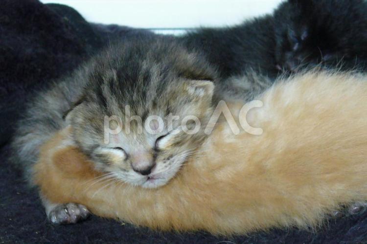 生まれたての子猫　キジトラ 子猫,生まれたて,猫の写真素材