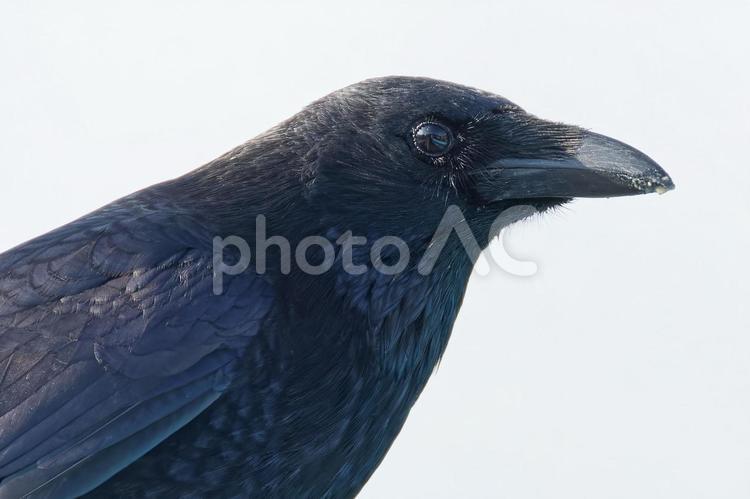 ハシボソガラス、顔アップ ハシボソガラス,嘴細烏,カラスの写真素材