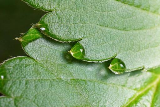 苺苗の葉水（マクロ撮影）01 苺,イチゴ,苺苗の写真素材