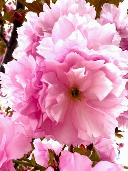 Photo, cherry blossoms, double cherry blossoms, flower, 