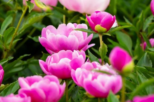 シャクヤク(23) シャクヤク(23) 春,花,シャクヤクの写真素材