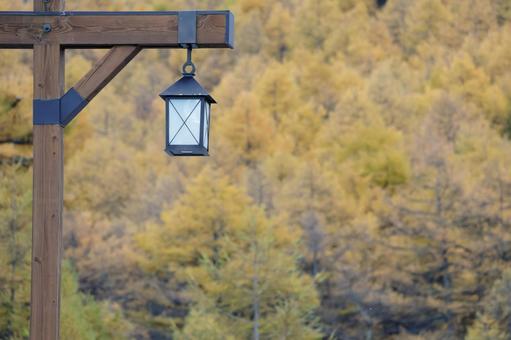 街路灯とカラマツの黄葉 街路灯,灯り,黄葉の写真素材