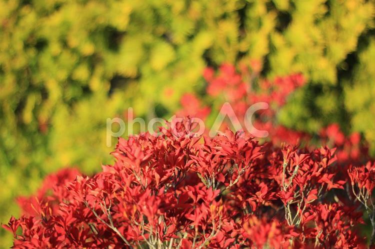 秋の葉２　東北 秋,赤,植物の写真素材