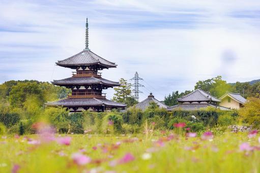 奈良法起寺、青空に映えるコスモス 奈良法起寺、青空に映えるコスモスの写真