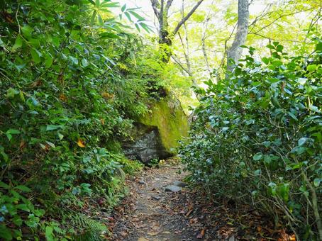 山道４０ 山,山道,山の中の写真素材
