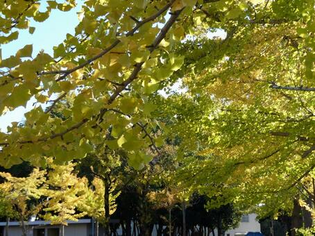 イチョウの木 イチョウ,秋,黄色の写真素材