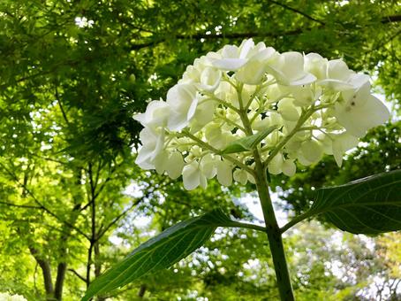 あじさい64の写真