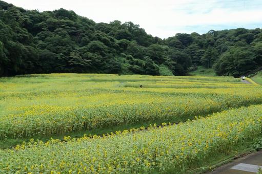 横須賀, くりはま花の国のひまわり畑 ひまわり,くりはま花の国,夏の写真素材